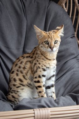 F1 Hp Savannah safkan kedi yavrusu rahat bir sallanan sandalyede oturuyor. Bu vahşi görünümlü egzotik kedi, benekli ceketini ve zarif duruşunu sergileyerek uykusunun ortasında yakalanır. Hayvanlarla ilgili projeler, rahatlama ya da kedi egzotiği için mükemmel.