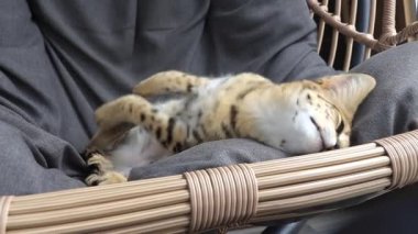 F1 Hp Savannah safkan kedi yavrusu rahat bir sallanan sandalyede uyuyor. Bu vahşi görünümlü egzotik kedi, benekli kürkünü ve zarif duruşunu sergileyerek uykusunun ortasında yakalanır..