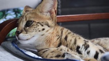 Sakin uyuyan Savannah F1 Hp kedi yavrusu. 6 aylık kadın. Kapalı çekim.