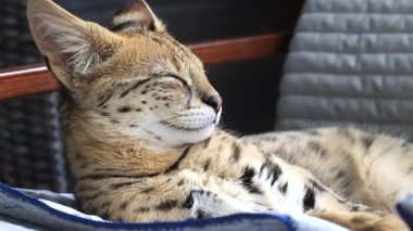 Sakin uyuyan Savannah F1 Hp kedi yavrusu. 6 aylık kadın. Kapalı çekim.