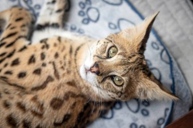 Sakin uyuyan Savannah F1 Hp kedi yavrusu. 6 aylık kadın yakın plan. Savannah, 20. yüzyılın sonlarında evcil bir kediyle kömürden geçerken geliştirilen bir melez kedi türüdür.