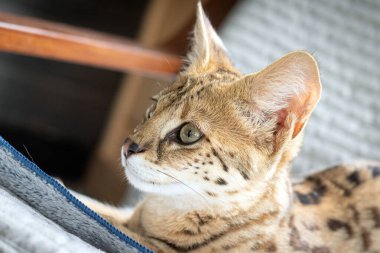 Sakin uyuyan Savannah F1 Hp kedi yavrusu. 6 aylık kadın yakın plan. Savannah, 20. yüzyılın sonlarında evcil bir kediyle kömürden geçerken geliştirilen bir melez kedi türüdür.