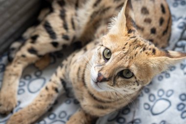 Sakin uyuyan Savannah F1 Hp kedi yavrusu. 6 aylık kadın yakın plan. Savannah, 20. yüzyılın sonlarında evcil bir kediyle kömürden geçerken geliştirilen bir melez kedi türüdür.