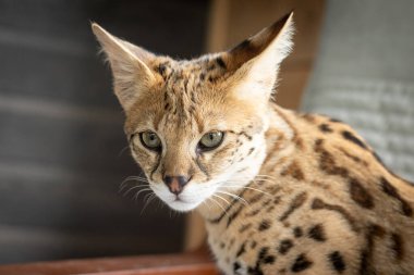 Sakin uyuyan Savannah F1 Hp kedi yavrusu. 6 aylık kadın yakın plan. Savannah, 20. yüzyılın sonlarında evcil bir kediyle kömürden geçerken geliştirilen bir melez kedi türüdür.