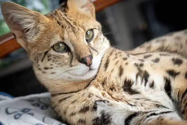 Sakin uyuyan Savannah F1 Hp kedi yavrusu. 6 aylık kadın yakın plan. Savannah, 20. yüzyılın sonlarında evcil bir kediyle kömürden geçerken geliştirilen bir melez kedi türüdür.