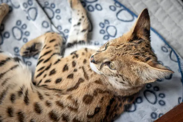 Sakin uyuyan Savannah F1 Hp kedi yavrusu. 6 aylık kadın yakın plan. Savannah, 20. yüzyılın sonlarında evcil bir kediyle kömürden geçerken geliştirilen bir melez kedi türüdür.