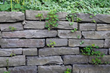 Çatlaklar arasında büyüyen yeşil bitkilerle dolu taş duvar.