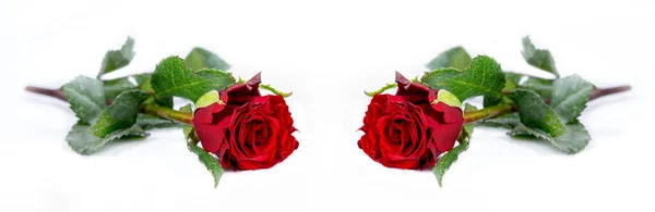 Czerwone Róże Białym Tle — Zdjęcie stockowe