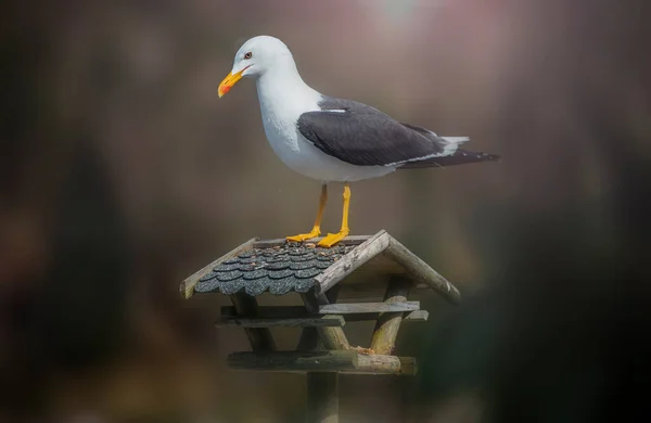 Une Mouette Regardant Caméra Oiseau Norvège — Photo