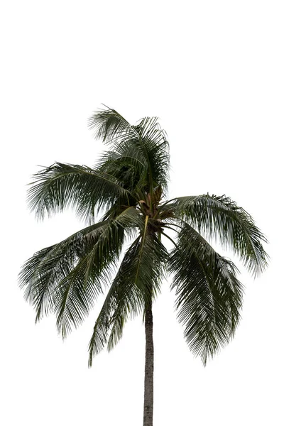Beyaz Arka Planda Parktaki Palmiye Ağaçları — Stok fotoğraf
