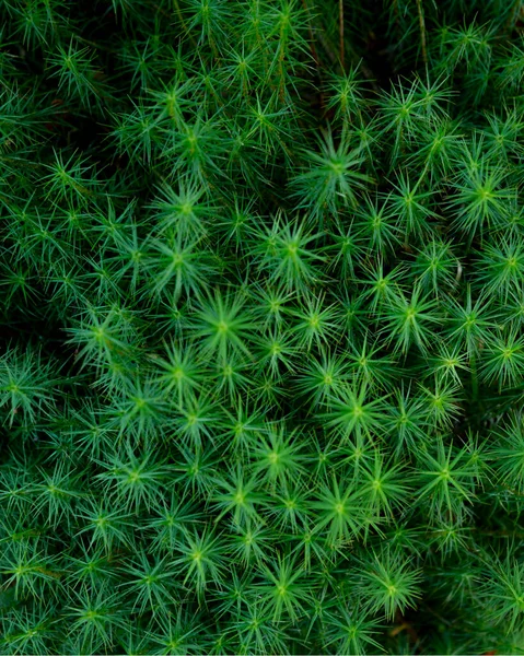 Abstraktes Grünes Hintergrundmoos Wald — Stockfoto