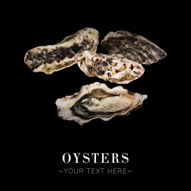 Side view of fresh oysters without plate isolated on black background. Raw seafood opened oyster and several oysters with closed shells. Ready menu advertising banner with text and copy space