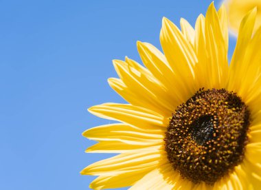 Beautiful sunflowers in the garden, blue sky background and copy space