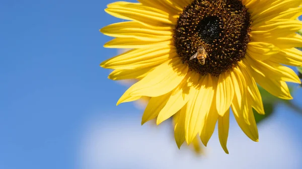 Beautiful sunflowers with bees in the garden, banner and blue sky background