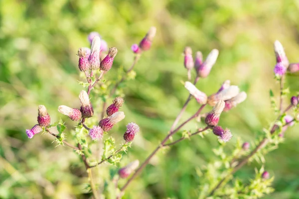 Квітучі Фіолетові Квіти Полі — стокове фото