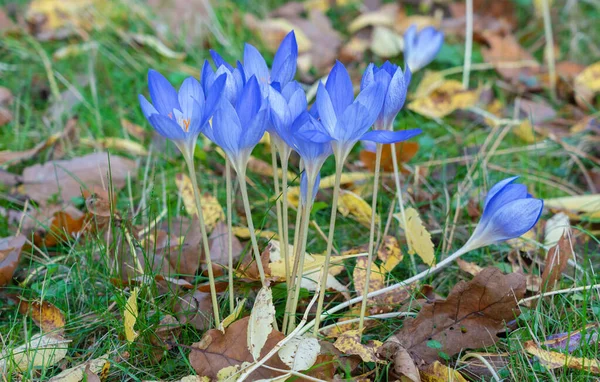 Modré Krokusy Obklopené Podzimními Listy — Stock fotografie