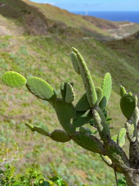 İspanya 'nın La Gomera tepesindeki yeşil kaktüs