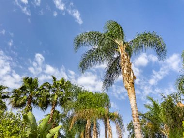 Mavi gökyüzüne uzanan çeşitli palmiye ağaçları