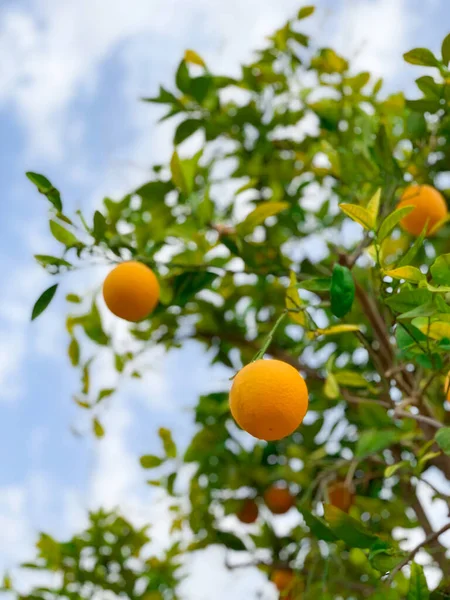 Saftige Orangen Auf Dem Baum Marokko — Stockfoto