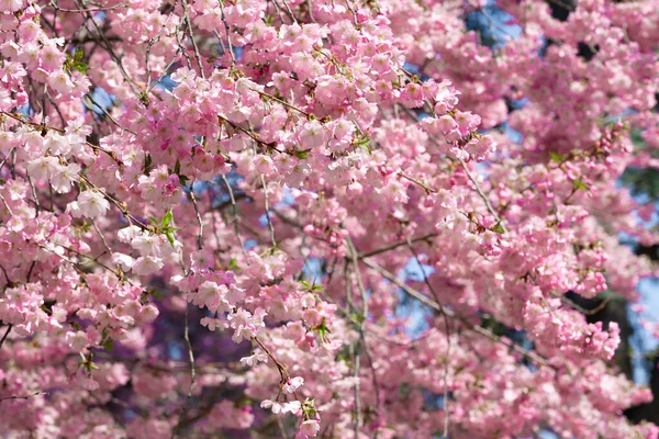 Olśniewająco Kwitnące Wiśnie Wiosenny Dzień — Zdjęcie stockowe
