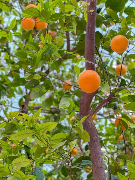 Juicy Oranges Tree Morocco — Stock Photo, Image