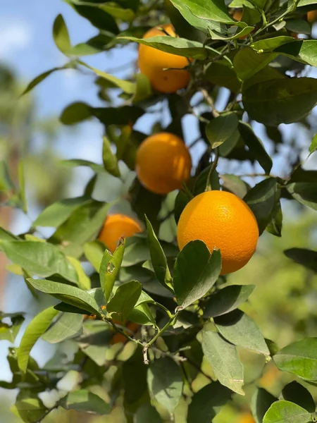 Soczyste Pomarańcze Drzewie Maroku — Zdjęcie stockowe