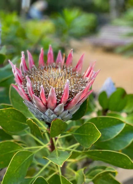Цветок Протея Латинским Названием Protea Cynaroides — стоковое фото