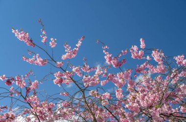 Açık mavi gökyüzüne karşı kiraz çiçekleri dalları