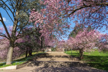 Kassel, Almanya 'da güneşli bir bahar günü, güzel kiraz ağaçları çiçek açıyor. 