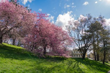 Almanya 'nın Kasalar Karlaue şehrinde, güzel kiraz ağaçları açan bir bahar günüdür.