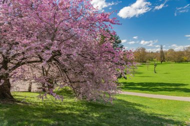 Almanya 'nın Kasalar Karlaue şehrinde, güzel kiraz ağaçları açan bir bahar günüdür.