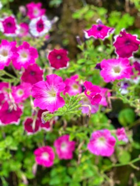 Yeşil yapraklı güzel petunya çiçeği