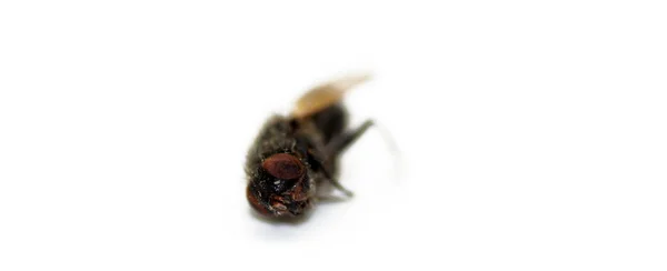 Close Dead Fly — Stock Photo, Image