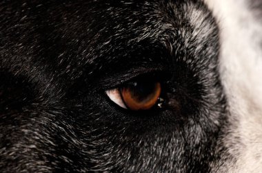 Eye of a dog in close-up as background                 