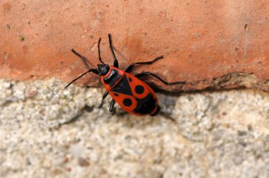 Close-up Fire beetle Pyrochroa coccinea isolated on white background              