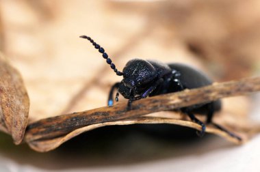 Kara Yağ Böceği Meloe proscarabaeus Mayworm              