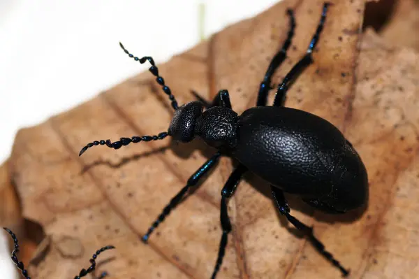 Black Oil Beetle Meloe Proscarabaeus Mayworm — Stock Photo, Image