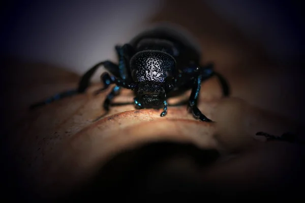 黒油甲虫メロエProscarabaeus Maywomm — ストック写真