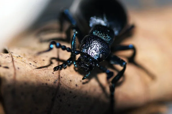 Escarabajo Negro Meloe Proscarabaeus Mayworm — Foto de Stock