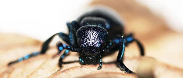 黒油甲虫メロエProscarabaeus Maywomm — ストック写真