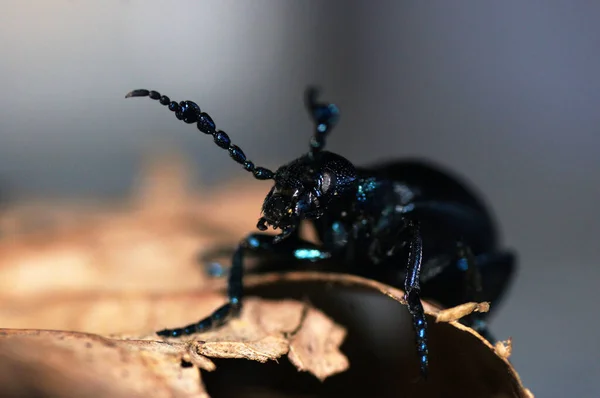 Black Oil Beetle Meloe Proscarabaeus Mayworm — Stock Photo, Image