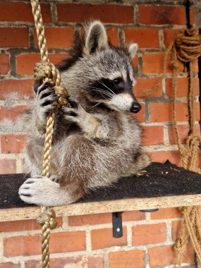 Şirin bir rakunun portresi