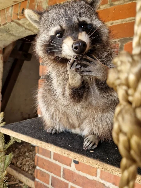 Portrait Cute Raccoon — Stock Photo, Image