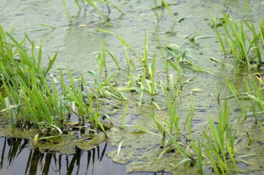 Sahada yosunlu su birikintisi                    