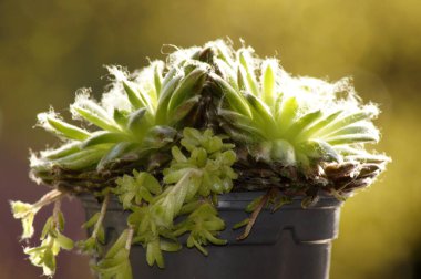 Çiçek kabında Houseleek Sempervivum      