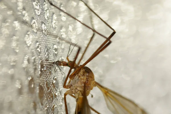 Крупный План Mayfly Ephemeroptera — стоковое фото