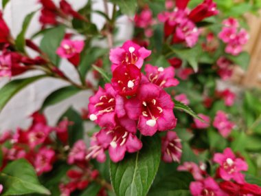 Bristol Ruby Weigela çalılarının çan şeklinde çiçekleri