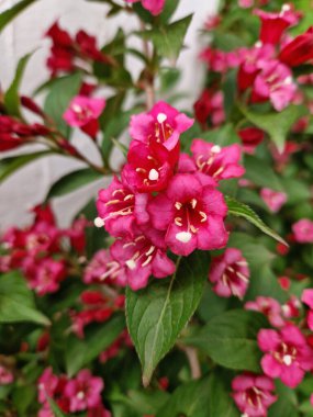 Bristol Ruby Weigela çalılarının çan şeklinde çiçekleri