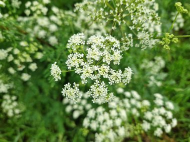 Giersch Aegopodyum podagraria doğada