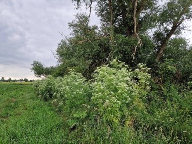 Giersch Aegopodyum podagraria doğada